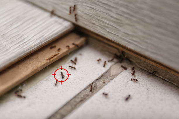 Best Wildlife Control Services  in Mulberry, FL